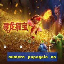 numero papagaio no jogo do bicho